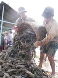 Tôm Việt Nam có thể mất thị trường Nhật Bản